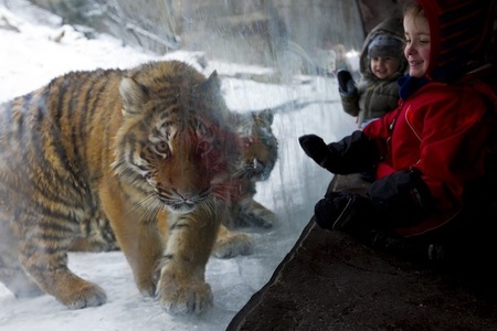 O femelă de tigru siberian a ucis o îngrijitoare la grădina zoologică din Zurich