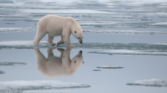 Urşii polari ar putea să dispară până în 2100 din cauza modificărilor climatice, arată un studiu