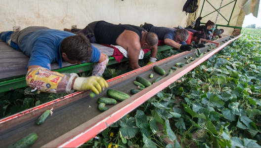 Muncitori sezonieri români, între 174 de angajaţi ai unei ferme germane de castraveţi din comuna Manning, în Bavaria, testaţi pozitiv cu covid-19; ferma, plasată în carantină