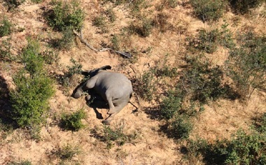 Botswana: Pesticidele, excluse de pe lista posibilelor cauze ale morţii a sute de elefanţi în ultimele luni