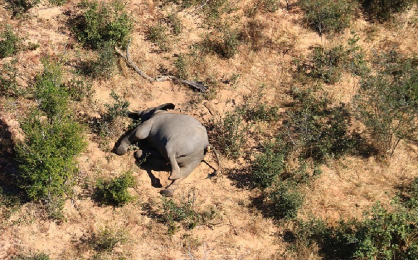 Botswana: Pesticidele, excluse de pe lista posibilelor cauze ale morţii a sute de elefanţi în ultimele luni