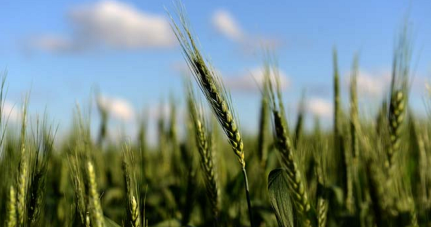 Argentina, prima ţară din lume care autorizează grâu modificat genetic