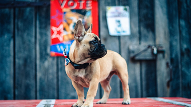 ALEGERI ÎN SUA Un buldog francez în vârstă de şase luni, Wilbur, ales primar al unei localităţi din Kentucky 