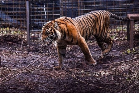 Un îngrijitor a fost ucis de doi tigri care au scăpat de la o grădină zoologică de pe insula Borneo