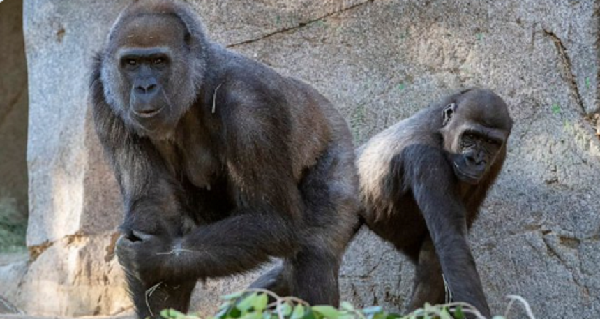 Nouă maimuţe mari, patru urangutani şi cinci Bonobo, de la grădina zoologică din San Diego, vaccinate împotriva covid-19