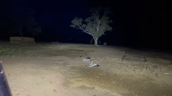 Invazie „monumentală” de şoareci în Australia - VIDEO