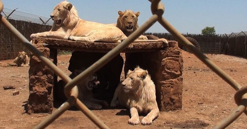 Africa de Sud va interzice creşterea leilor în captivitate în scopul vânătorii