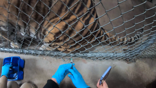 Grădina Zoologică din Oakland imunizează animale împotriva covid-19 folosind un vaccin experimental