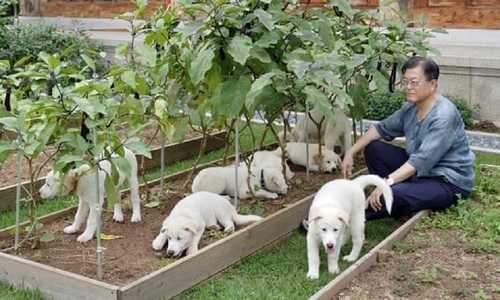 Preşedintele sud-coreean Moon Jae-in intenţionează să interzică consumul cărnii de câine şi pisică