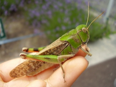 Comisia Europeană autorizează o a doua insectă ca ingredient alimentar pentru piaţa UE