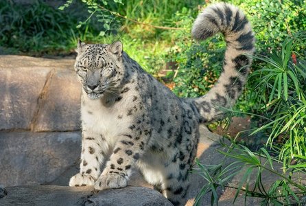 Trei leoparzi ai zăpezilor au murit de covid-19 la o grădină zoologică din SUA