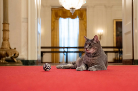 Cuplul Biden o primeşte la Casa Albă pe Willow, în vârstă de doi ani, ”The First Cat of the United States”