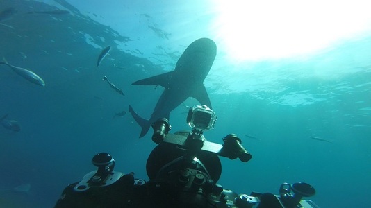 Autorităţile australiene au început cursa pentru găsirea rechinului alb care a ucis un bărbat la Sydney
