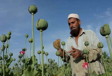Afganistan: Liderul suprem al talibanilor a ordonat interzicerea culturilor de mac