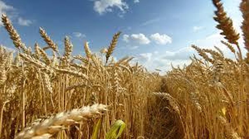 Organizaţia pentru Alimentaţie şi Agricultură a ONU: Aproximativ 25 de milioane de tone de cereale sunt blocate în Ucraina