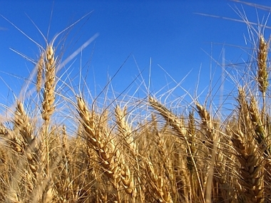 Ucraina a exportat peste 1 milion de tone de cereale în aprilie / Ministrul ucrainean al Agriculturii a salutat ”interesul şi înţelegerea” arătate de România cu privire la exporturile de cereale 