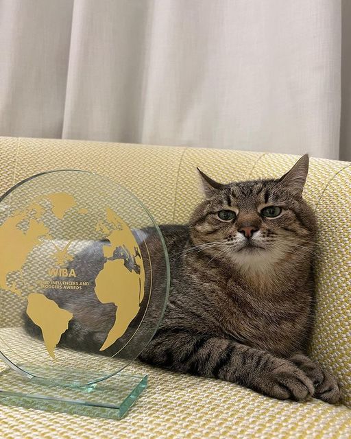 Motanul Stepan din Harkov, care a strâns mii de dolari pe Instagram pentru adăposturile de animale ucrainene, a primit un premiu internaţional - FOTO