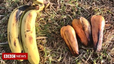 Mâncarea viitorului: Ce am putea ajunge să mâncăm până în 2050? Fructe de pandanus sau banane false