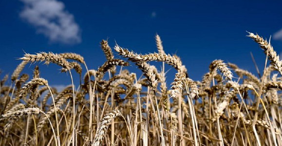 Putin le spune lui Macron şi Scholz că este pregătit să ajute exportul ”fără oprelişti” al cerealelor ucrainene