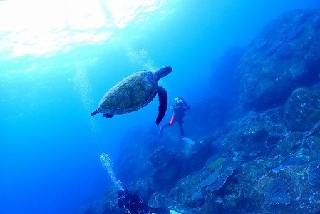 Treizeci de ţestoase marine, găsite înjunghiate pe o plajă de pe insula japoneză Kumejina