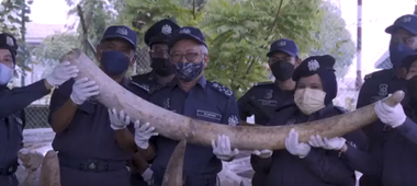 Tentativă de contrabandă cu părţi rare de animale - colţi de elefant, coarne de rinocer şi solzi de pangolin - dejucată în Malaezia / Autorităţile confiscă bunuri în valoare de 18 milioane de dolari 
