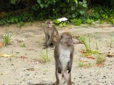 Poliţia din Japonia vânează o maimuţă sălbatică, care a atacat 10 persoane, inclusiv copii 