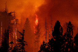 Un ”megaincendiu” ”exploziv”, ”Oak Fire”, se extinde într-un ritm ”foarte rapid” în California, în apropiere de celebrul Parc Yosemite