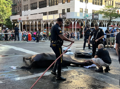 Dezbatere împotriva caleştilor la New York, după ce un cal se prăbuşeşte în stradă în cartierul Hell's Kitchen, în Manhattan