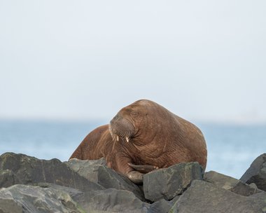 Norvegia: Morsa Freya, vedeta fiordului Oslo, a fost eutanasiată, deoarece punea în pericol vieţile turiştilor 