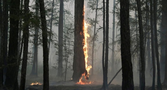 Incendiile de pădure s-au dublat în lume, de 20 de ani, arată un studiu american