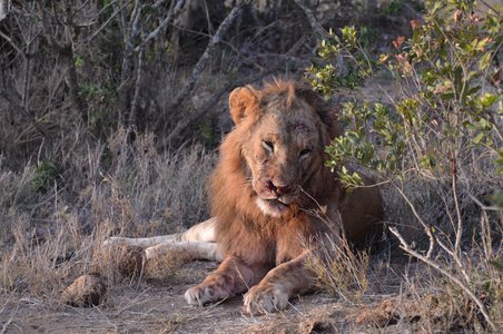 Un bărbat a fost ucis de un leu într-o grădină zoologică din Ghana, după ce a intrat în ţarcul felinei 