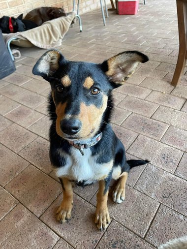 Un câine din rasa australiană kelpie, vândut pentru 49.000 de dolari, doboară recordul pentru suma oferită în schimbul unui câine din această rasă