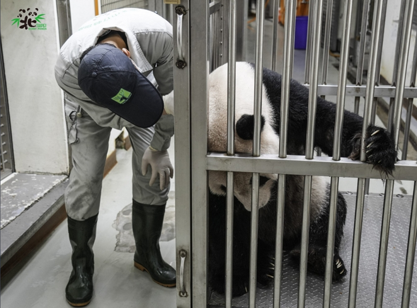 Taiwanul invită veterinari chinezi, în cadrul ”diplomaţiei panda” să-l viziteze pe Tuan Tuan, un panda uriaş care se află pe moarte, donat de Beijing în 2008