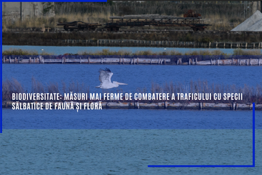 Comisia Europeană a adoptat un Plan revizuit cu măsuri mai ferme de combatere a traficului cu specii sălbatice de faună şi floră