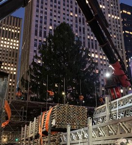 New York: Celebrul brad de Crăciun din faţa Rockefeller Center a fost instalat. Luminiţele vor fi aprinse la 30 noiembrie