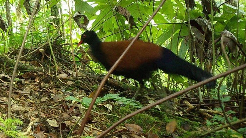 O pasăre despre care se credea că a dispărut de 140 de ani a fost redescoperită în pădurile din Papua Noua Guinee