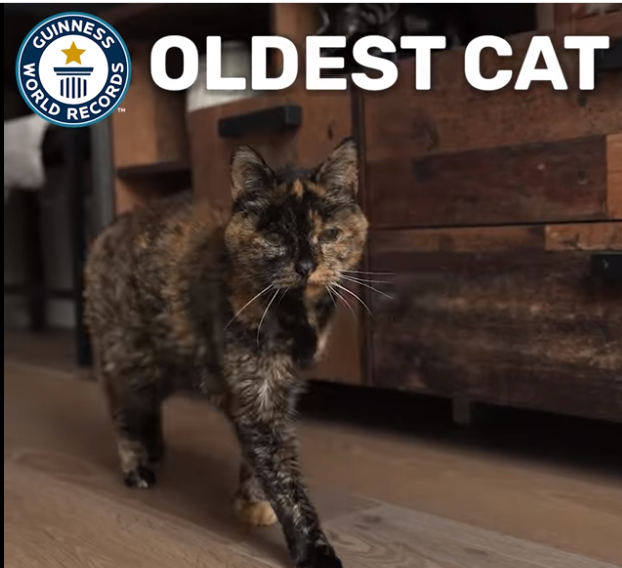 Flossie, cea mai bătrână pisică de lume, are 27 de ani