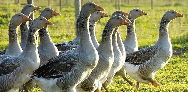 Ungaria a descoperit un nou un focar de gripă aviară H5N1 la o fermă de gâşte din judeţul Bekes, aproape de graniţa cu România 