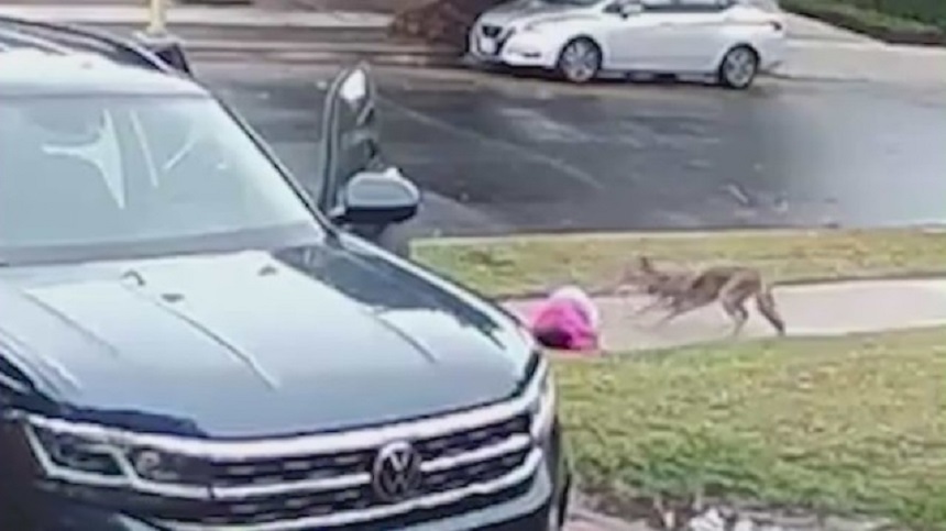 O fetiţă de doi ani a supravieţuit atacului unui coiot, la Los Angeles - VIDEO