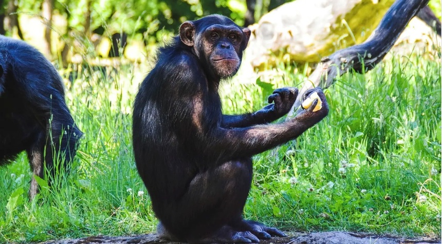 Patru cimpanzei care au evadat de la o grădină zoologică din Suedia au fost împuşcaţi pentru că nu exista suficient tranchilizant. Trei dintre ei au murit