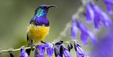 COP15. Lumea adoptă un acord istoric privind biodiversitatea după eforturi diplomatice-maraton / Şeful ONU: Omenirea a devenit "o armă de extincţie în masă” / Discuţiile se împotmoleau la partea financiară