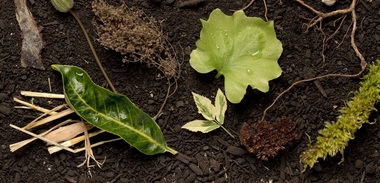 Statul New York aprobă transformarea cadavrelor umane în compost