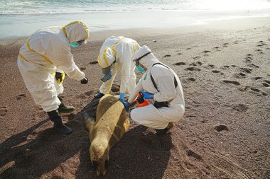 Peru raportează moartea a sute de lei de mare din cauza gripei aviare 