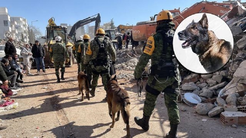 Un câine salvator din Mexic a murit în Turcia. El a salvat doi oameni de sub dărâmături. Ceremonie pentru animalul-erou – VIDEO