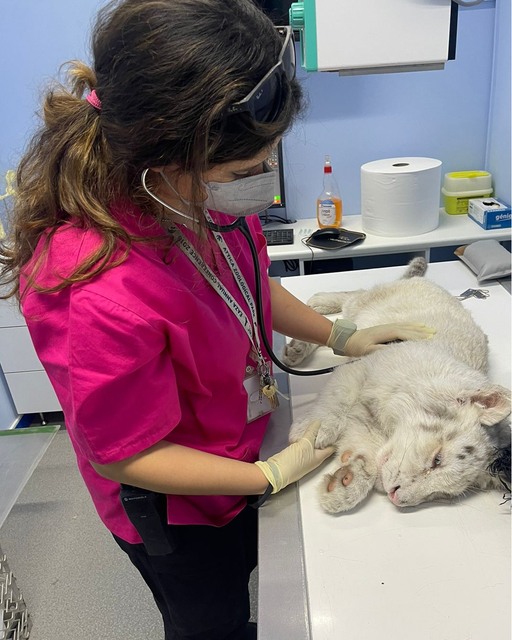 Medicii veterinari greci se luptă pentru a salva viaţa unui pui de tigru alb abandonat într-o pubelă de gunoi la Atena - FOTO