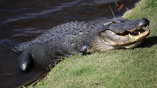 Un bărbat din Florida care a răspuns la o bătaie la uşă a fost muşcat de un aligator