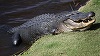 Un bărbat din Florida care a răspuns la o bătaie la uşă a fost muşcat de un aligator