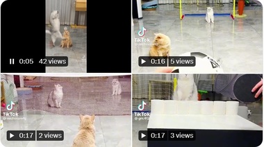 O companie norvegiană se plânge că fabricarea muniţiilor pentru Ucraina este îngreunată de un centru de date TikTok din apropiere: "Viitoarea noastră creştere a producţiei se loveşte de o provocare: stocarea videoclipurilor cu pisici"