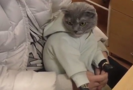 O pisică îmbrăcată ca un bebeluş transporta droguri, în Rusia - VIDEO