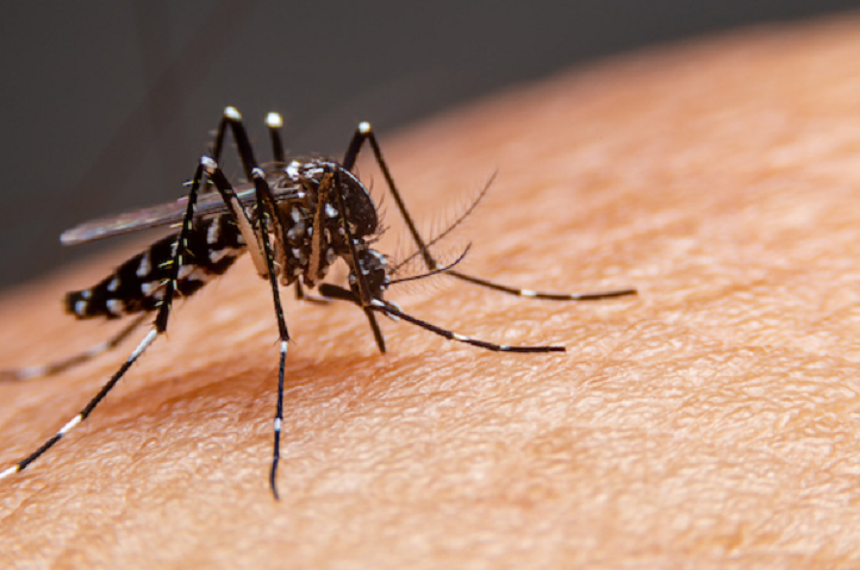 Focar de febră denga în Argentina: Peste 40 de persoane au murit şi peste 60.000 de oameni au fost infectaţi